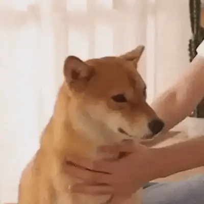 DryPet Cepillo y Secador de Pelo para Mascotas 2 en 1 - Tu mascota limpia y relajada en un solo paso